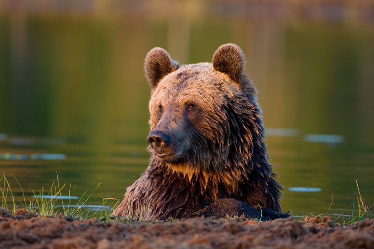 Brown bear (Ursus arctos) close-up of adult in lake, Finland, June 2009. 